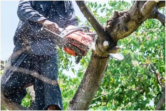 tree services Bonduel